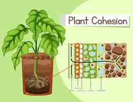 Vector gratuito diagrama que muestra la cohesión vegetal