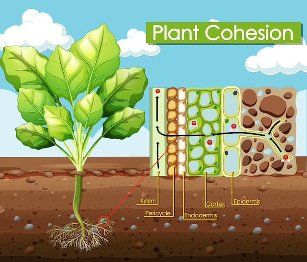 Diagrama que muestra la cohesión vegetal