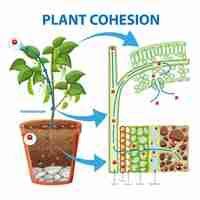 Vector gratuito diagrama que muestra la cohesión vegetal
