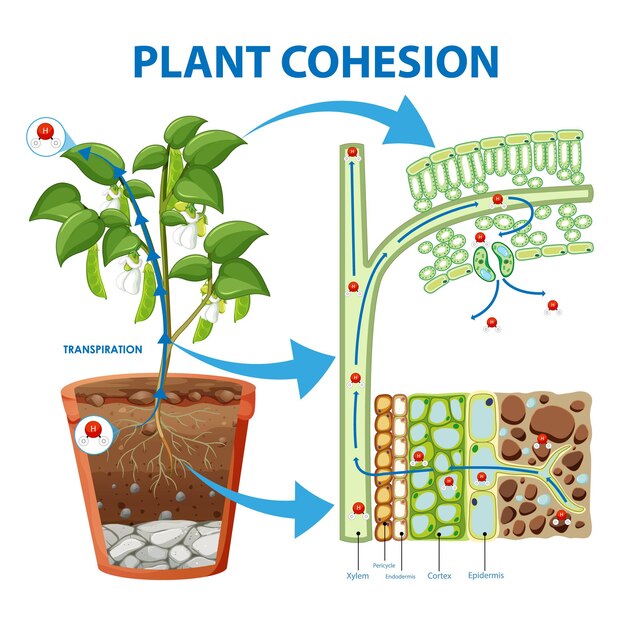 Diagrama que muestra la cohesión vegetal