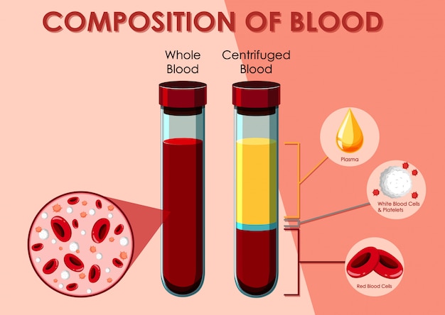 Diagrama que muestra la composición de la sangre.