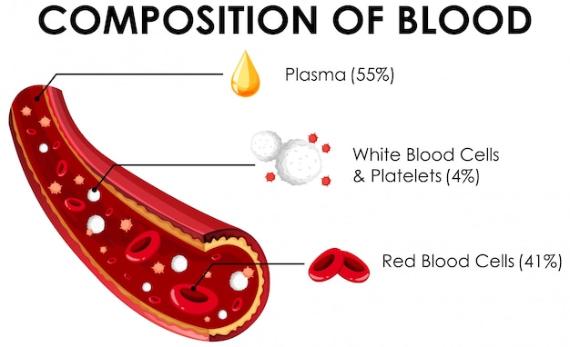 Diagrama que muestra la composición de la sangre.
