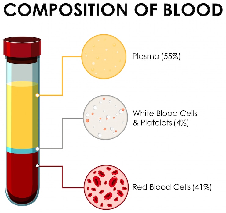 Vector gratuito diagrama que muestra la composición de la sangre.