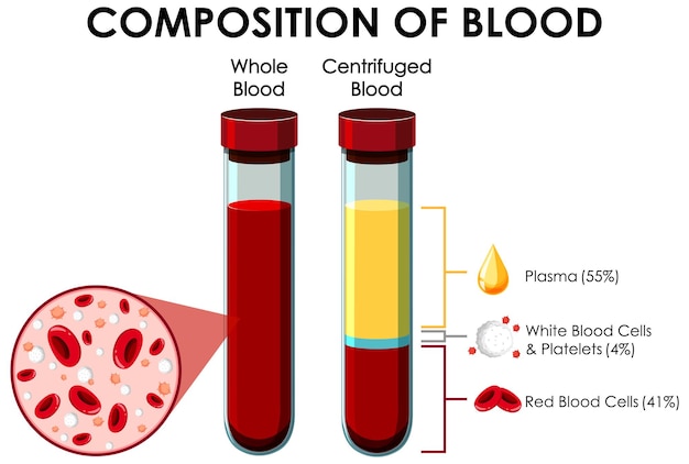 Vector gratuito diagrama que muestra la composición de la sangre.