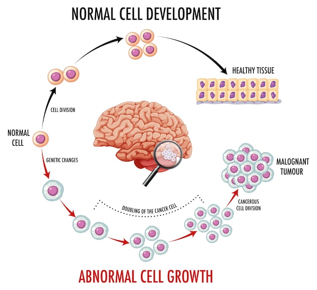 Vector gratuito diagrama que muestra el desarrollo celular normal