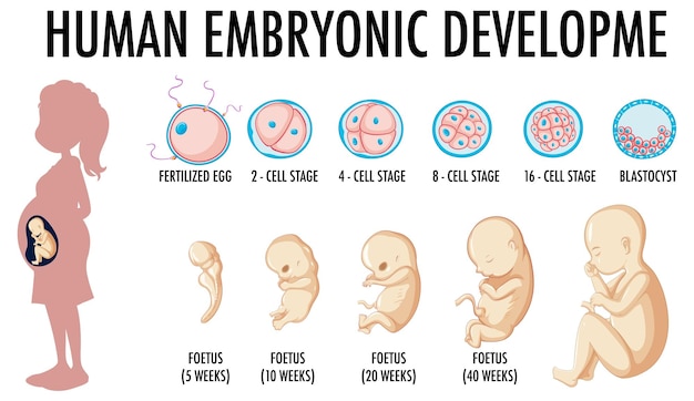 Vector gratuito diagrama que muestra el desarrollo embrionario humano