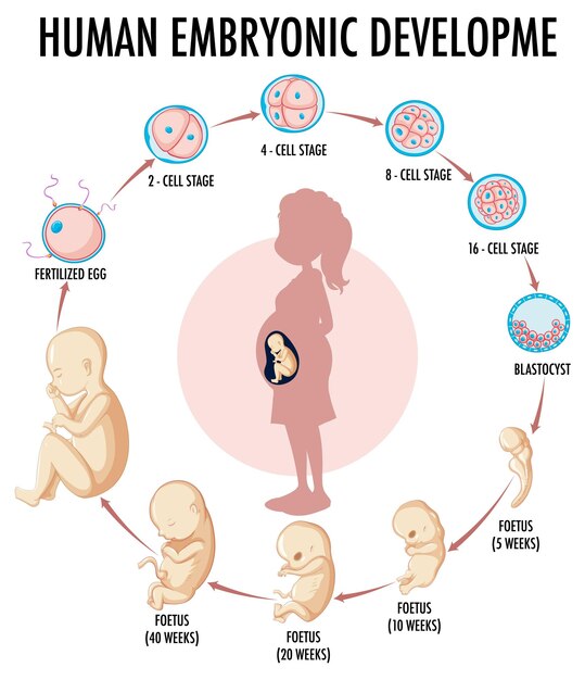 Diagrama que muestra el desarrollo embrionario humano