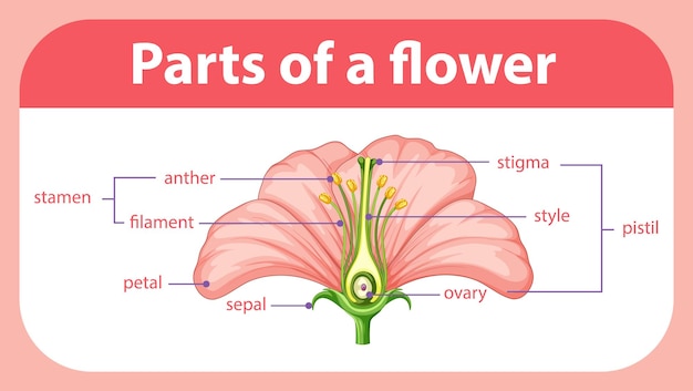 Vector gratuito diagrama que muestra las diferentes partes de la flor.