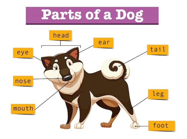 Diagrama que muestra diferentes partes del perro.