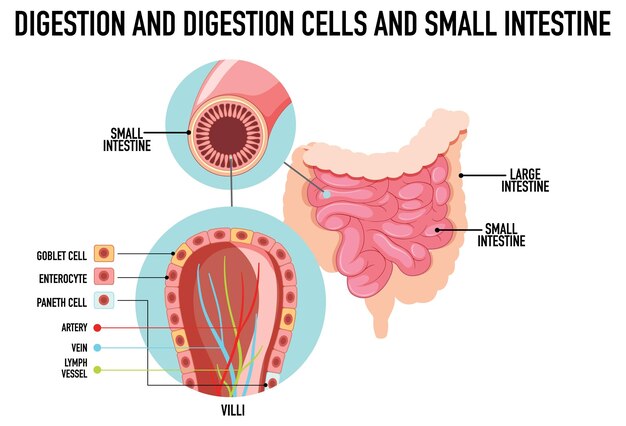 Diagrama que muestra la digestión y las células en el intestino delgado