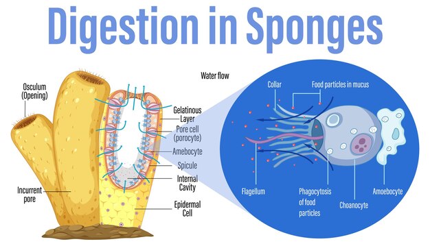 Diagrama que muestra la digestión en esponjas
