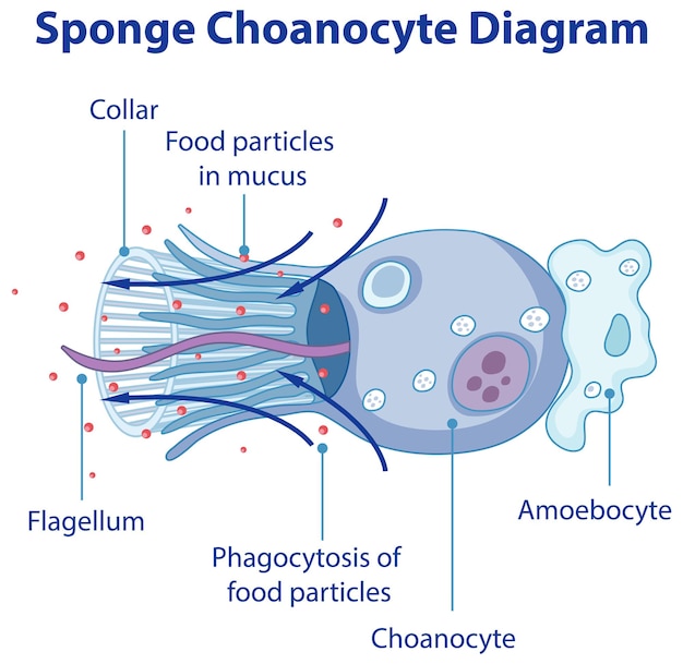 Diagrama que muestra la digestión en esponjas