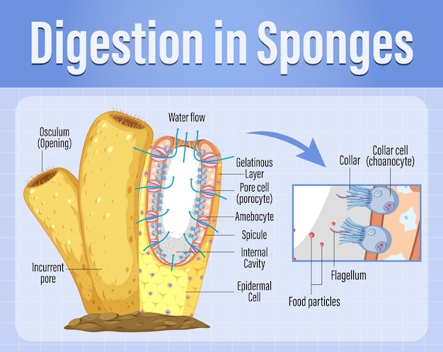 Diagrama que muestra la digestión en esponjas