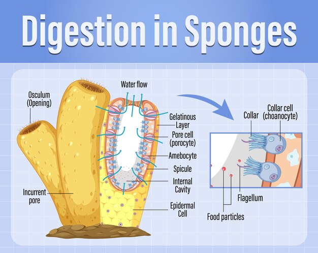 Diagrama que muestra la digestión en esponjas
