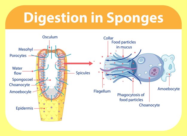 Diagrama que muestra la digestión en esponjas