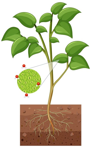 Diagrama que muestra los estomas y la célula protectora de la planta aislada sobre fondo blanco