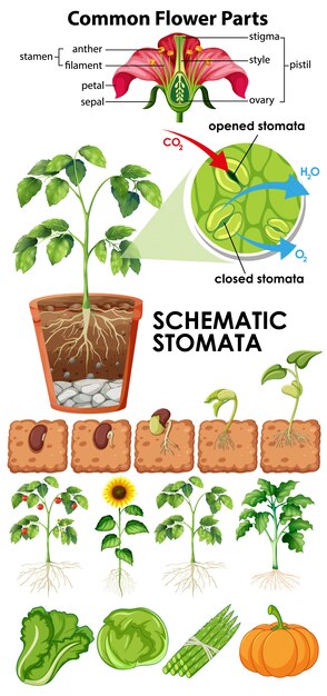 Diagrama que muestra estomas esquemáticos de flores sobre fondo blanco.