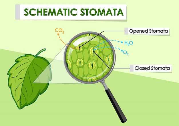 Vector gratuito diagrama que muestra los estomas esquemáticos de una planta.