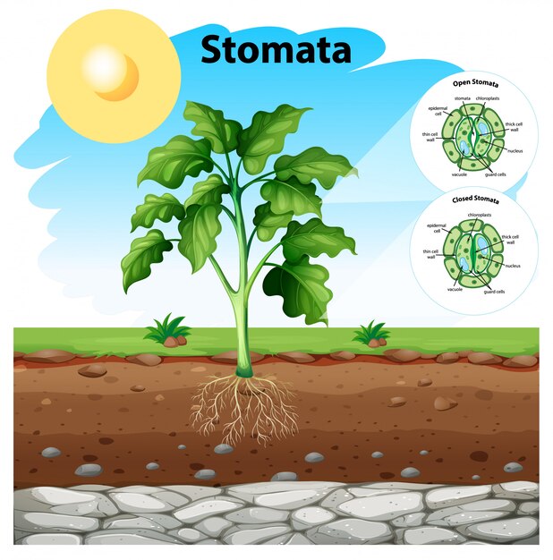 Diagrama que muestra los estomas de una planta.