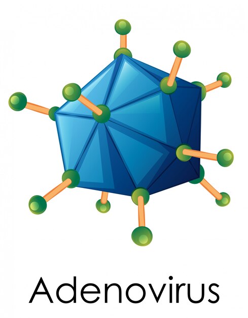 Diagrama que muestra la estructura del adenovirus