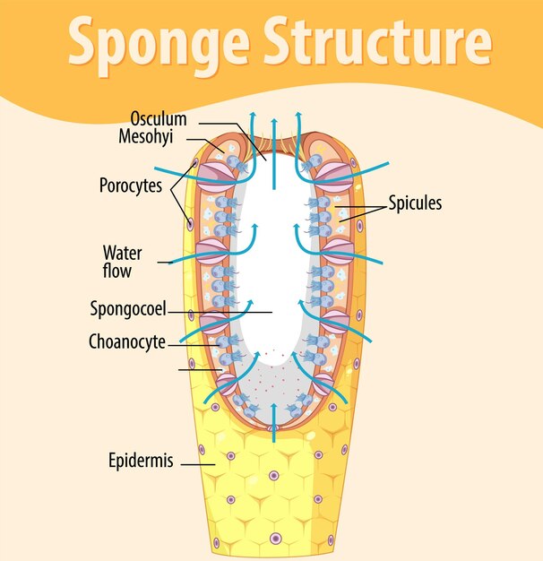 Diagrama que muestra la estructura de la esponja.