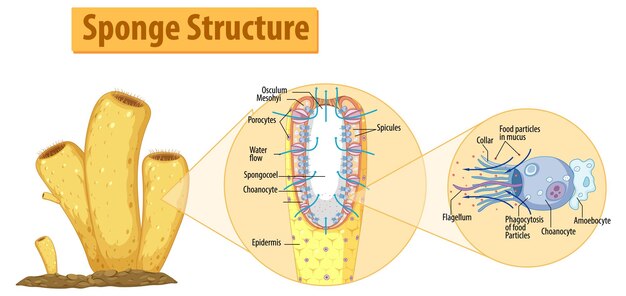Diagrama que muestra la estructura de la esponja.