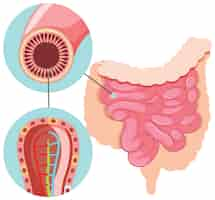 Vector gratuito diagrama que muestra la estructura del intestino delgado