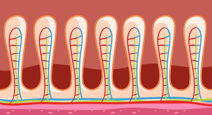 Vector gratuito diagrama que muestra la estructura de la pared intestinal