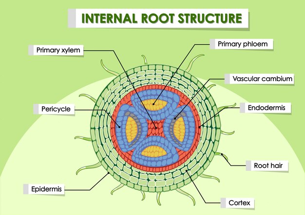 Diagrama que muestra la estructura raíz interna