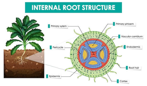 Diagrama que muestra la estructura de la raíz interna