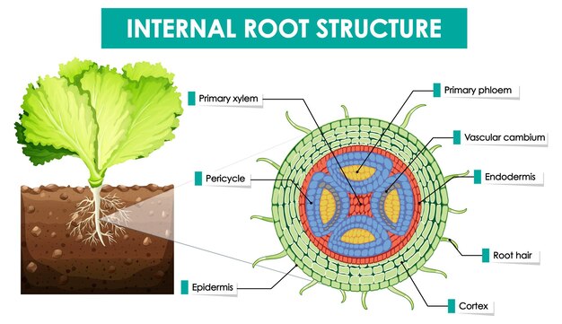 Diagrama que muestra la estructura de la raíz interna