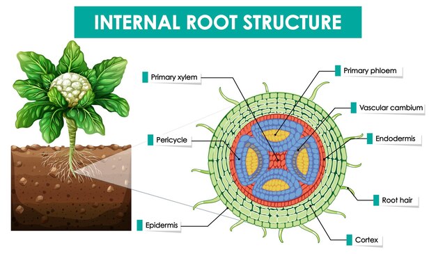 Diagrama que muestra la estructura raíz interna