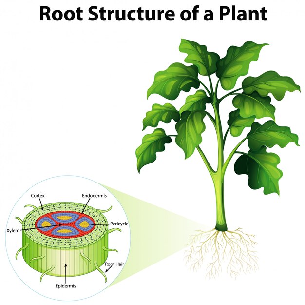 Diagrama que muestra la estructura de la raíz de una planta.