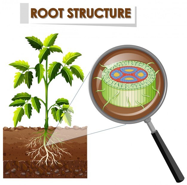 Diagrama que muestra la estructura de la raíz de una planta.