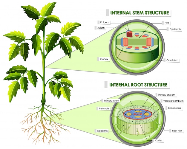 Vector gratuito diagrama que muestra la estructura del tallo y la raíz