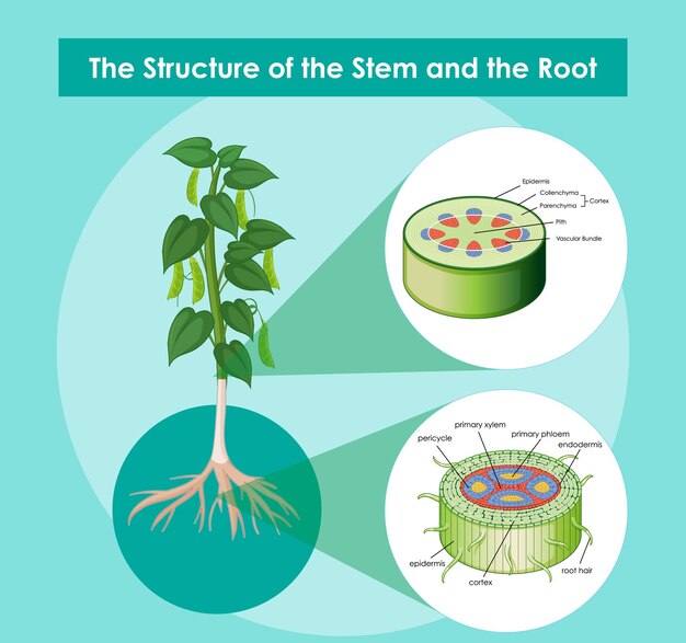 Diagrama que muestra la estructura del tallo y la raíz.