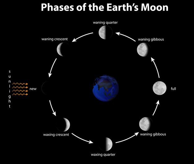 Diagrama que muestra las fases de la luna terrestre.
