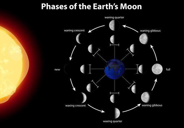 Diagrama que muestra las fases de la tierra y la luna.