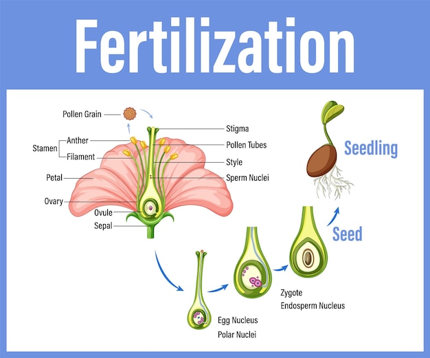 Vector gratuito diagrama que muestra la fertilización en flor.