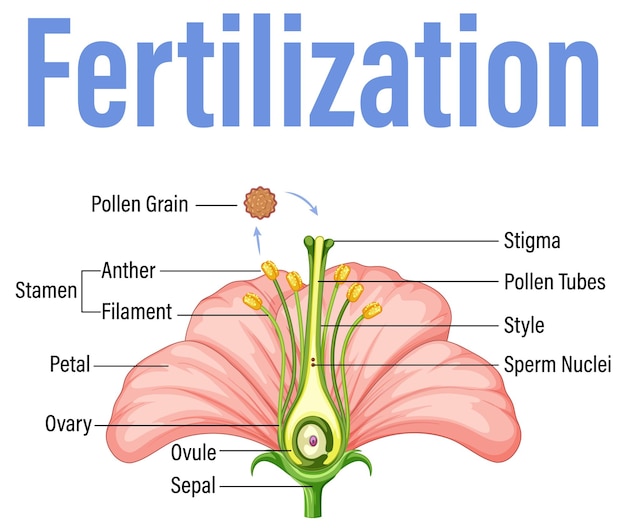 Diagrama que muestra la fertilización en flor.