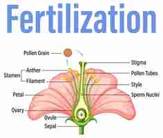 Vector gratuito diagrama que muestra la fertilización en flor.