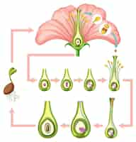 Vector gratuito diagrama que muestra la fertilización en flor.