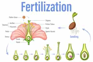 Vector gratuito diagrama que muestra la fertilización en flor.