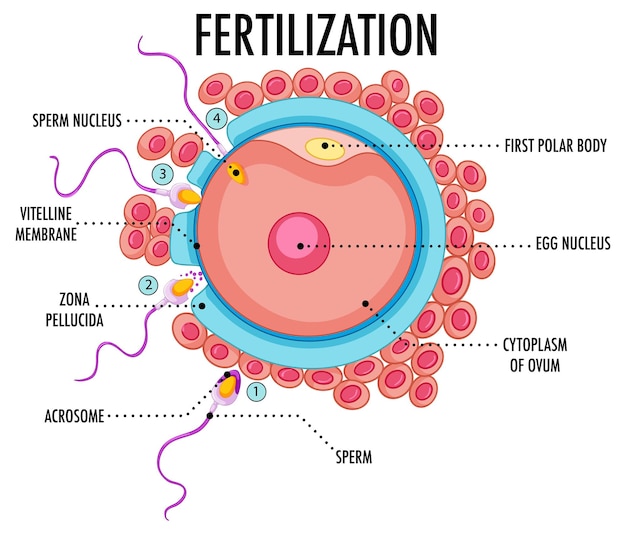 Diagrama que muestra la fertilización en humanos