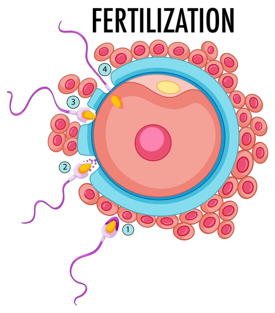 Diagrama que muestra la fertilización en humanos