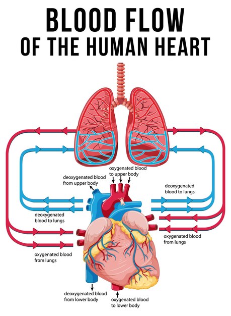 Diagrama que muestra el flujo de sangre en el corazón humano