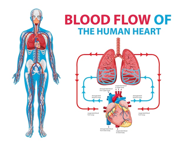 Diagrama que muestra el flujo de sangre en humanos