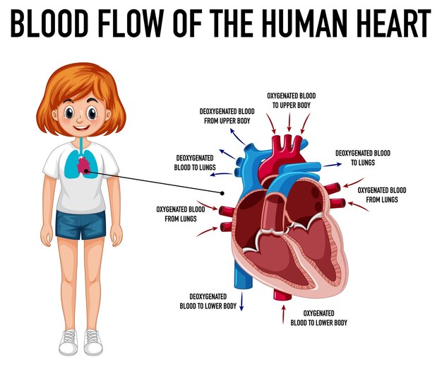 Diagrama que muestra el flujo sanguíneo del corazón humano