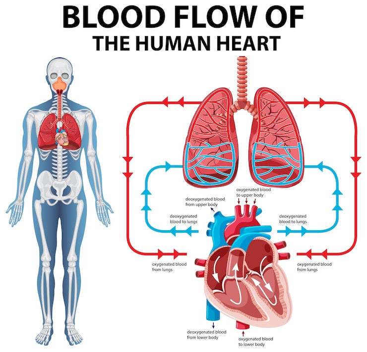 Vector gratuito diagrama que muestra el flujo sanguíneo del corazón humano