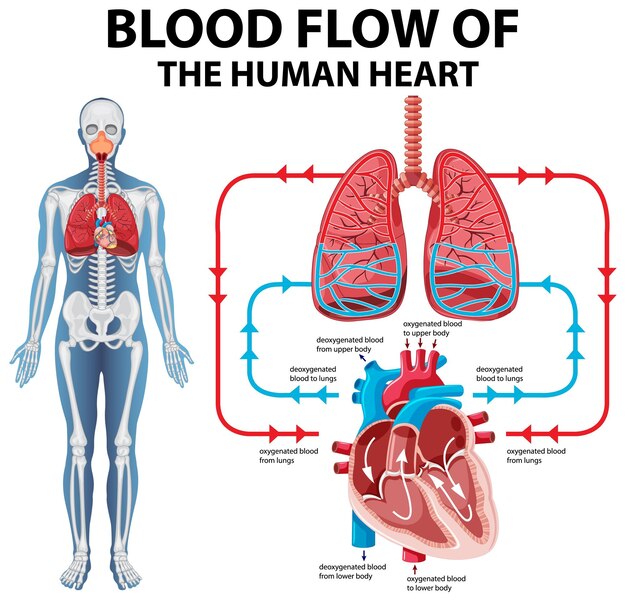 Diagrama que muestra el flujo sanguíneo del corazón humano